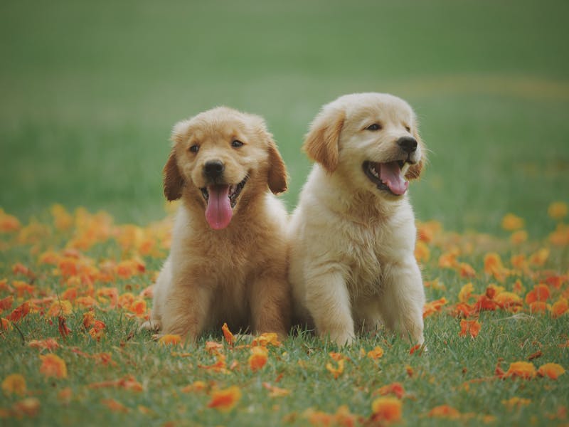 Group of happy dogs together