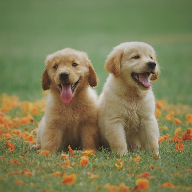 Three happy golden retrievers smiling at the camera