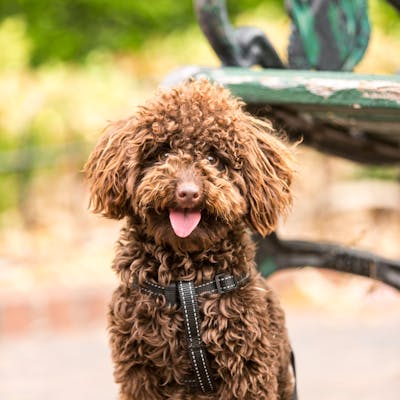 Dog smile moment
