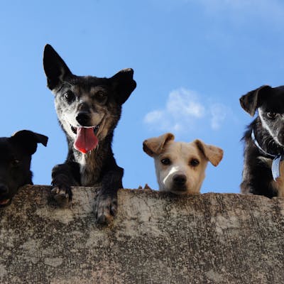 Dog smile moment