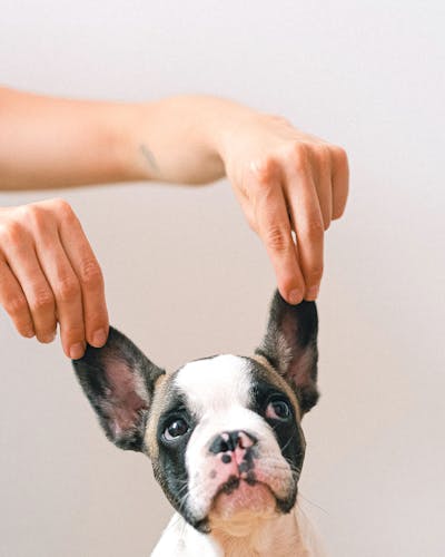 Dog smiling at camera