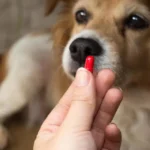 Malattia nel cane