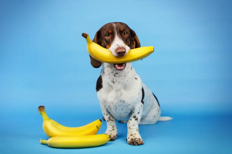 Can dog eat bananas