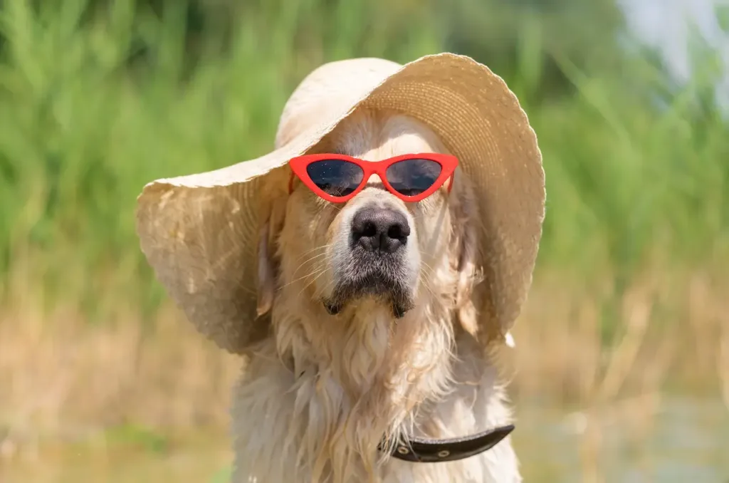 Do Dogs Feel Hot