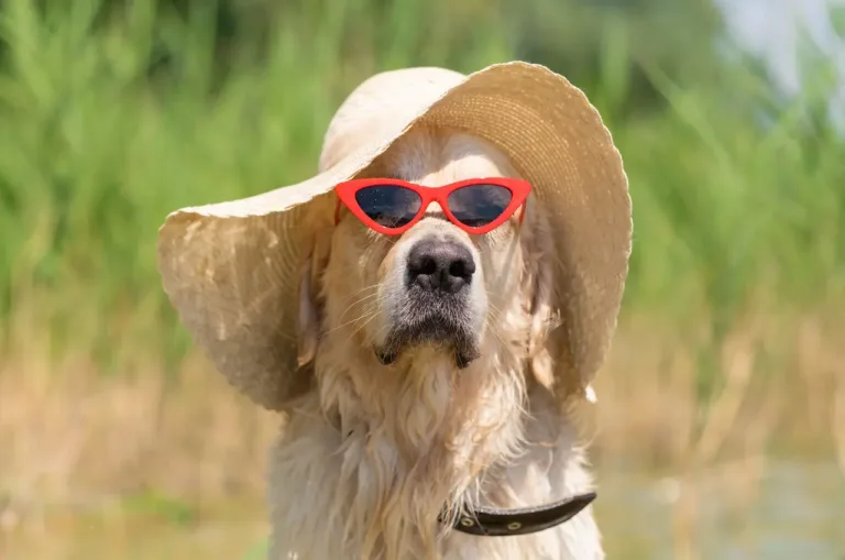 Do Dogs Feel Hot