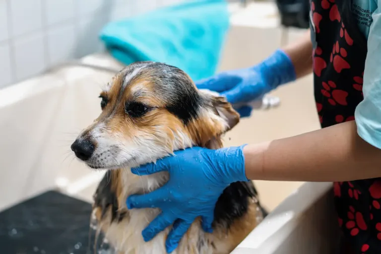 How Often Should You Bathe Your Dog