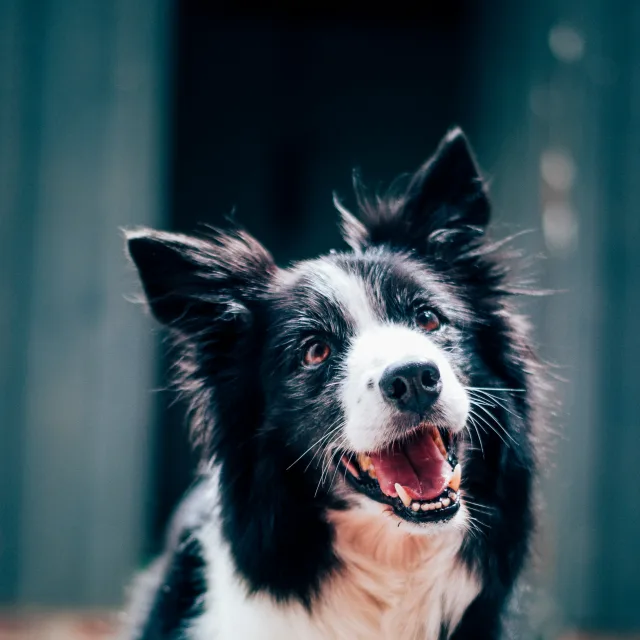 Photo of Lilly