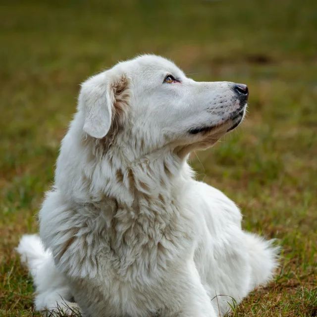 Photo of Mara
