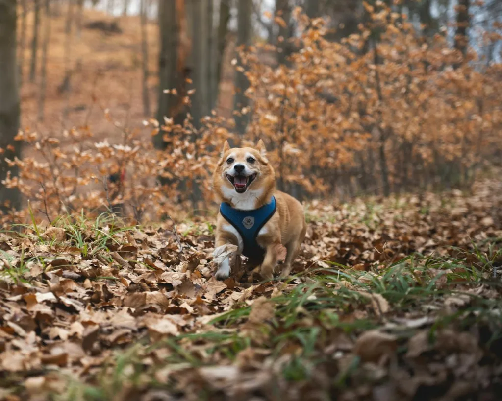 Small Daily Habits That Make Your Dog Happier