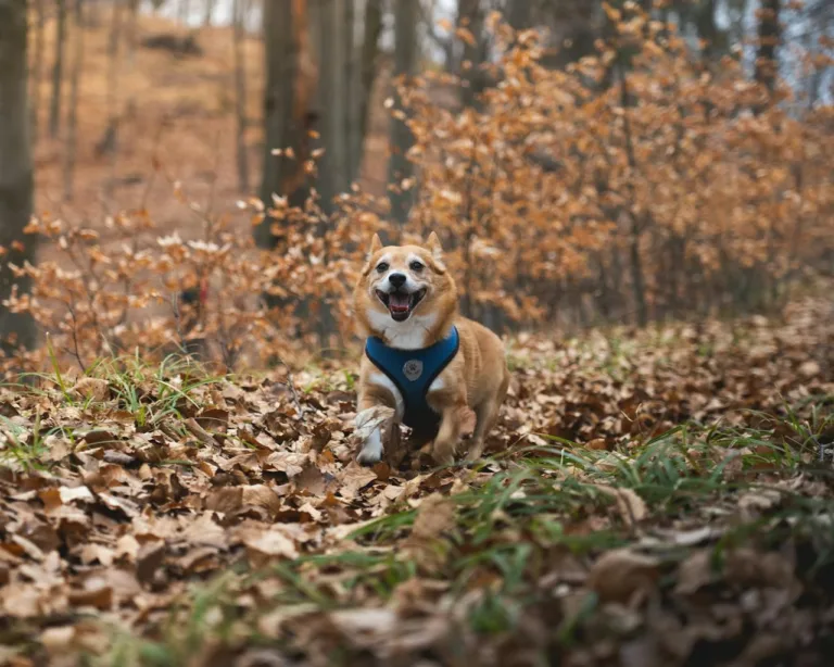 Small Daily Habits That Make Your Dog Happier
