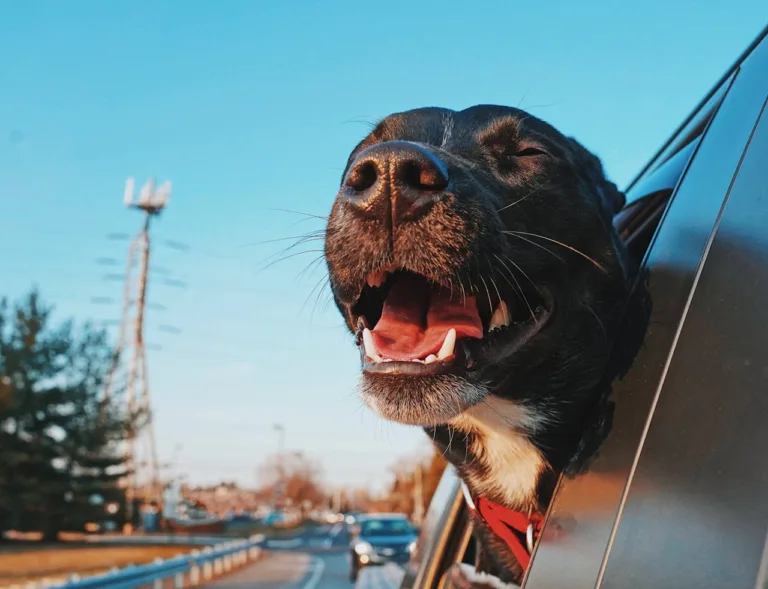 A dog's head-outside a car-window funny