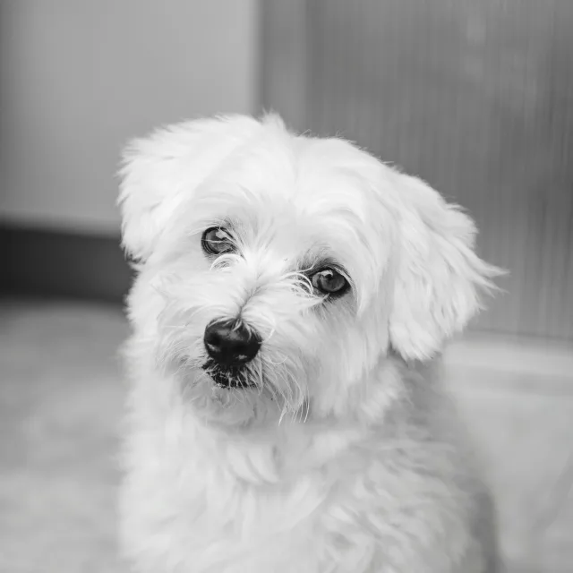 Photo of Edi